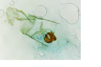 Neocochylis millierana
