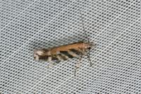 Aristotelia ericinella