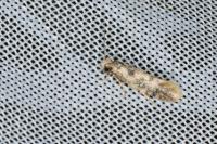 Infurcitinea albicomella