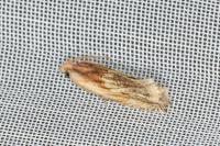 Eucosma cana