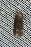 Aproaerema patruella