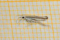Coleophora pulchripennella