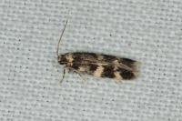 Apatema proteroclina