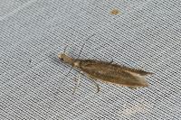 Pleurota aristella