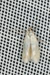 Elachista lugdunensis
