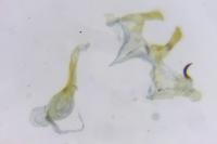 Aristotelia ericinella