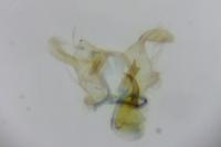Infurcitinea albicomella