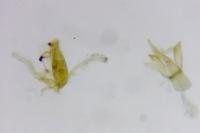 Aproaerema patruella