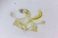 Coleophora pulchripennella
