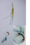 Pleurota aristella