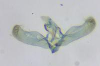 Elachista lugdunensis