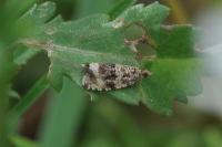 Celypha lacunana