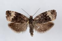 Apotomis sororculana
