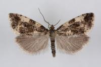 Aterpia corticana