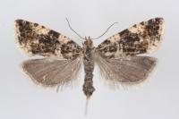Aterpia corticana