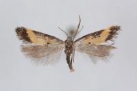 Brachmia dimidiella