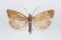 Dichrorampha velata