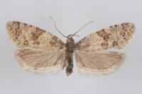 Isotrias rectifasciana