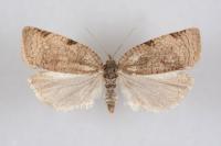 Lozotaenia forsterana