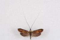 Nemophora metallica