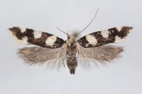 Pseudotelphusa tessella