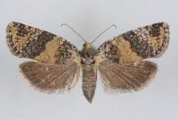Ptycholomoides aeriferanus