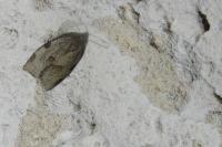 Lozotaenia forsterana
