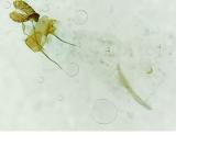 Bactra lancealana