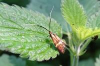 Nemophora degeerella