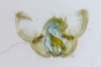 Endothenia marginana