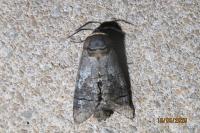 Cossus cossus