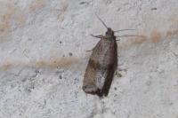 Celypha striana