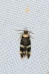 Apatema proteroclina
