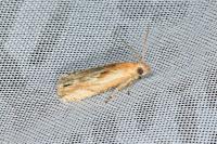 Eucosma cana