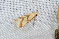 Aethes bilbaensis