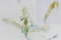Apatema proteroclina