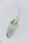 Merrifieldia baliodactyla