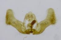 Eucosma cana