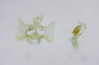 Aethes bilbaensis