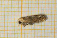 Eucosma gr. hohenwartiana