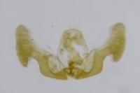 Eucosma gr. hohenwartiana