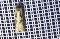 Cnephasia