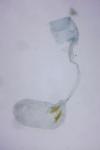 Merrifieldia baliodactyla