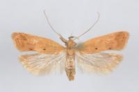 Acompsia schmidtiellus