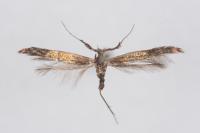 Coleophora paramayrella