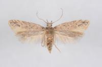Parapodia sinaica