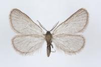 Rebelia plumella surientella