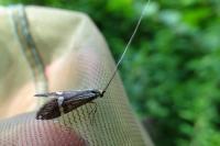 Nemophora degeerella