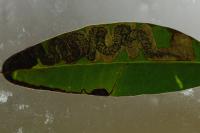 Acalyptris minimella
