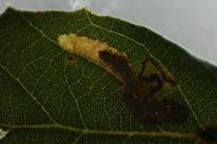 Ectoedemia